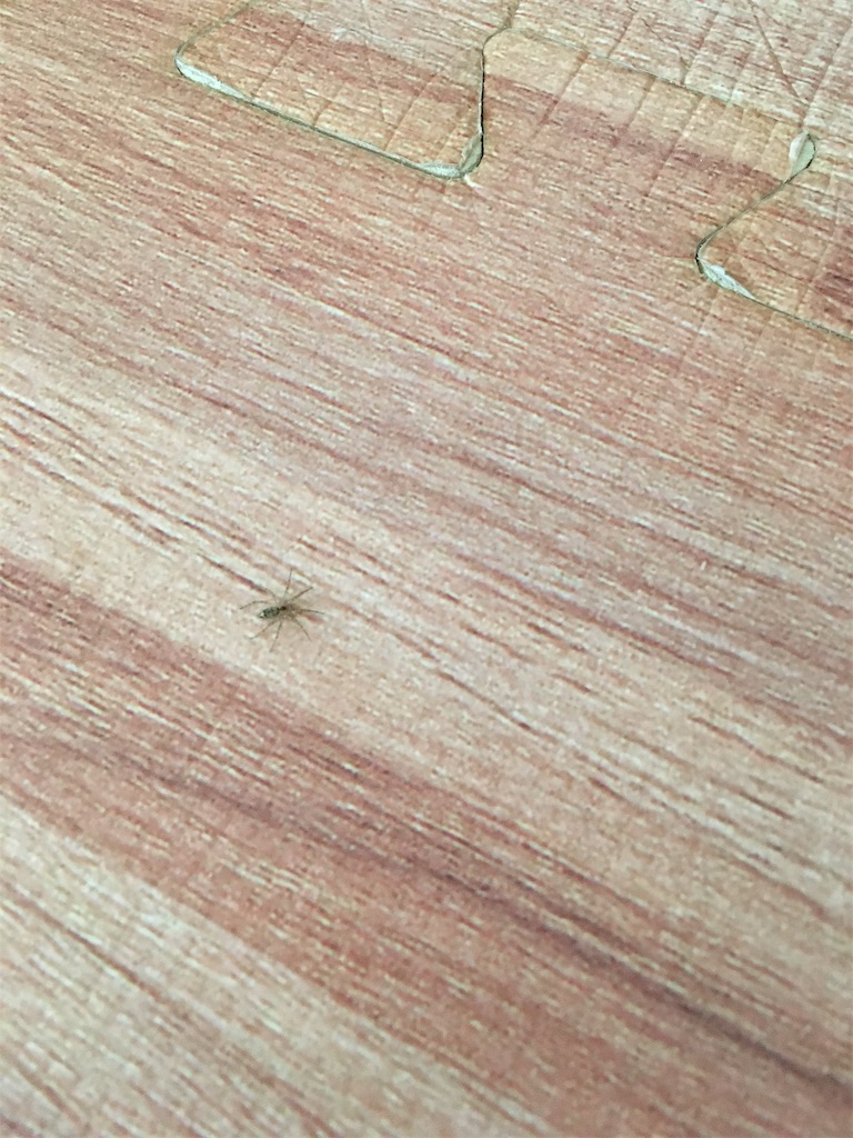 リビングの床にいた小さなクモ
