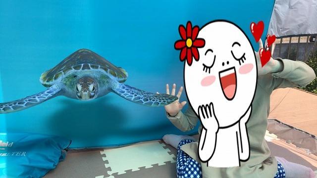 動物3Dのウミガメと一緒に
