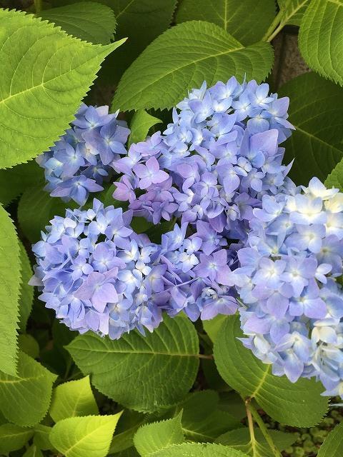 濃いブルーになってきた紫陽花