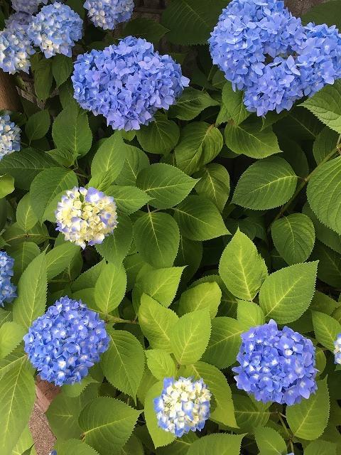 庭の紫陽花6月